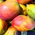 600px_FruttaMax MANGO 3.jpg