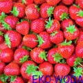 600px_FruttaMax truskawka.jpg